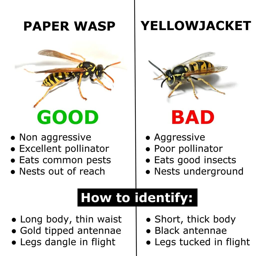 Wasp vs hornet. Шершень vs оса. Осы перевод на русский. Шмель и шершень отличие. Оса и шершень разница.