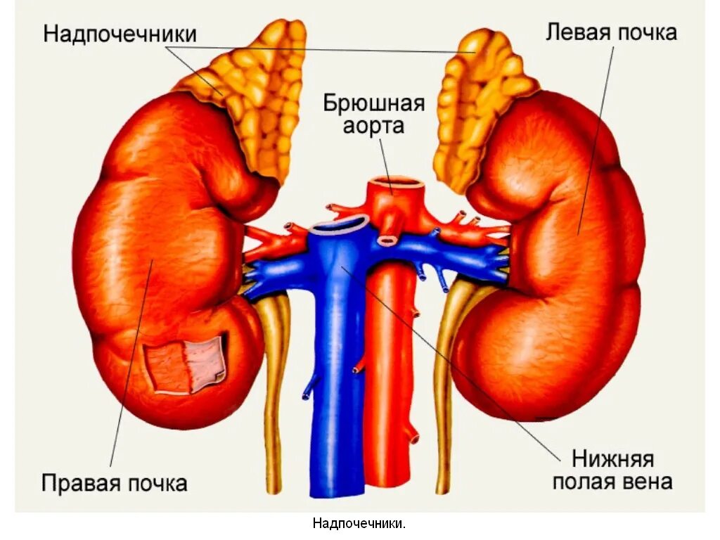 Пиелонефрит у женщин - симптомы и лечение СпросиВрача