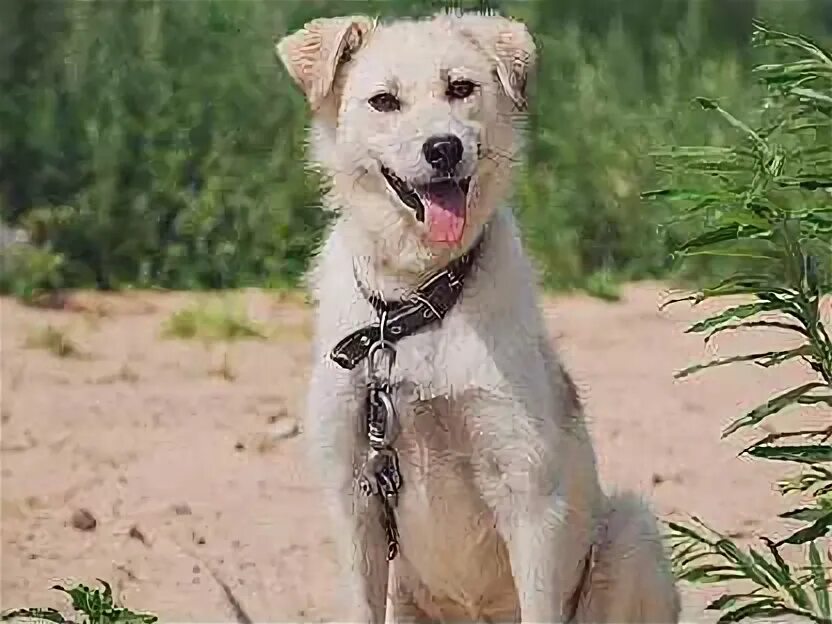 Собака срочно