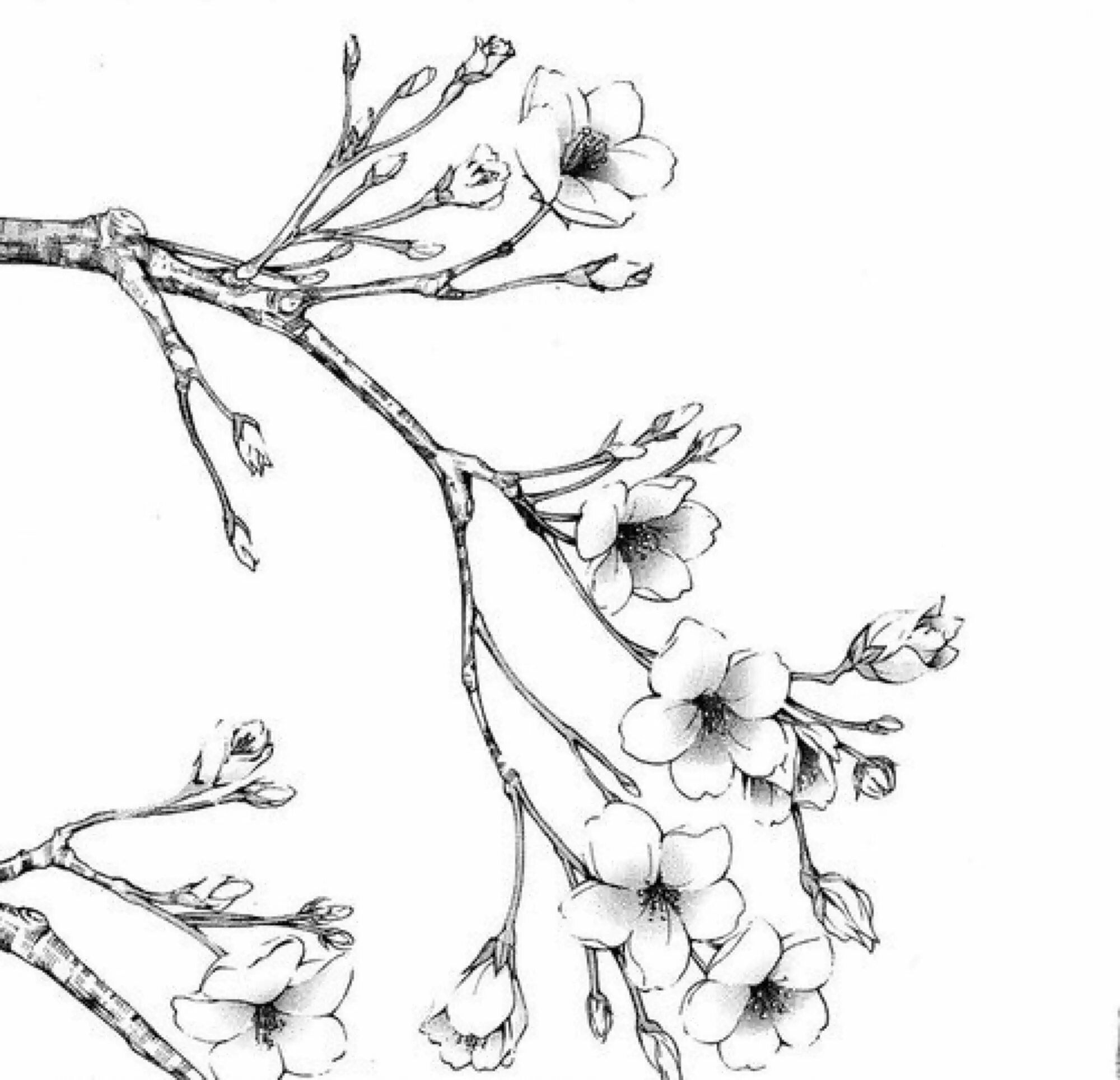 Ветка черно белая картинка. Сакура рисунок. сакура черно белая. ветка сакуры рисунок. веточка сакуры черно белая.