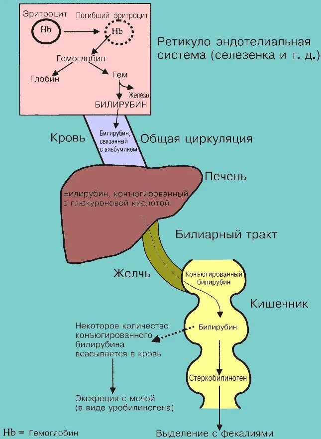 Разрушение эритроцитов в печени. Образование билирубина из гемоглобина схема. распад билирубина схема. распад эритроцитов схема. распад эритроцитов билирубин.