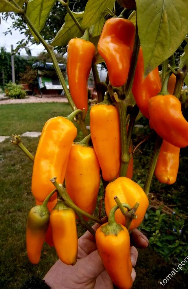 Перец королевский золотой. Перец сладкий оранж мини f1. Сладкий перец апельсинка. Перец сладкий лисичка. Перец острый мачо.