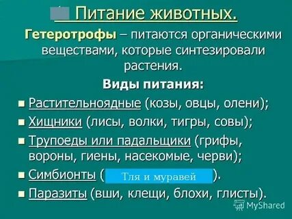 Способ питания растительной клетки и животной