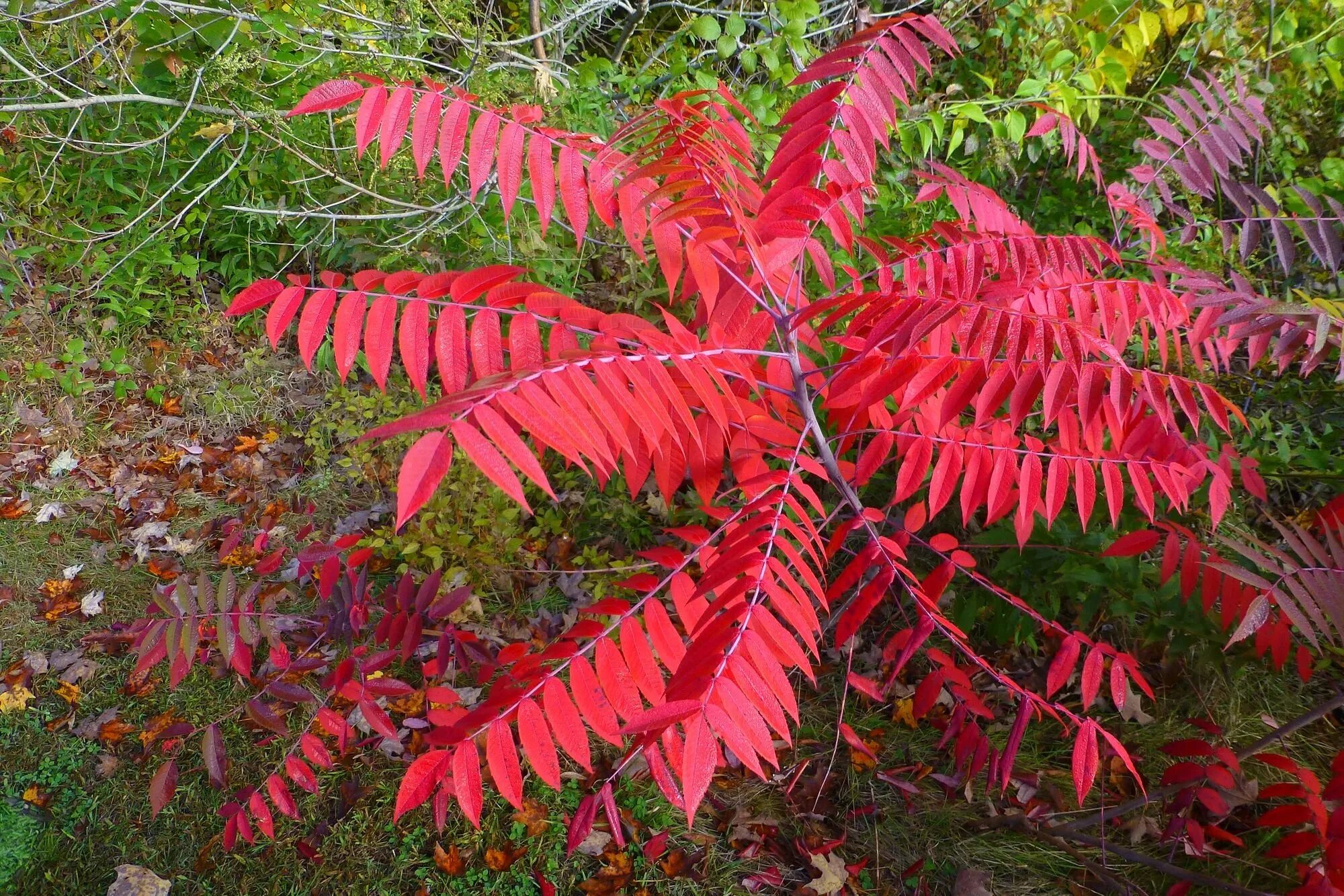 Сумах польза. Сумах оленерогий Rhus typhina. Сумах оленерогий уксусное дерево. Сумах оленерогий, пушистый, уксусное дерево (Rhus typhina).. Сумах пушистый оленерогий уксусное дерево.