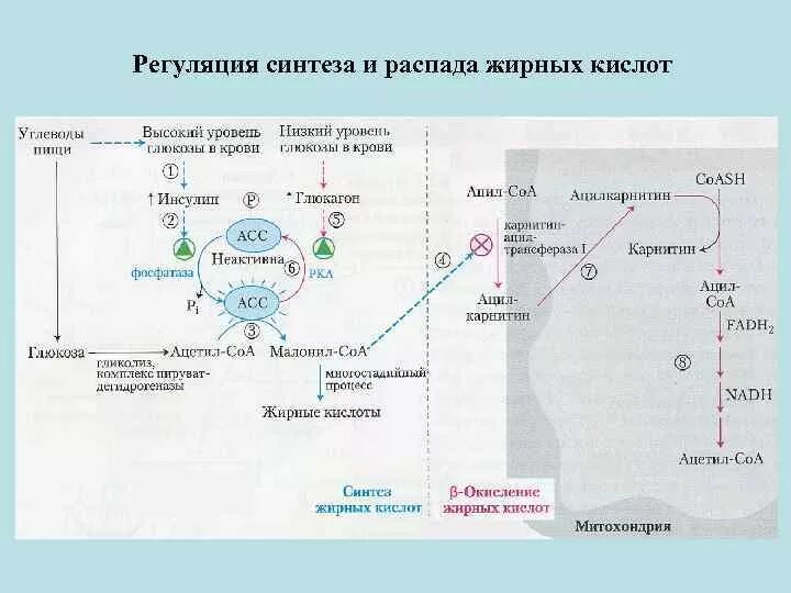 Жирные кислоты в печени. Регуляторные ферменты синтеза жирных кислот. Синтез жирных кислот схема. Схема синтеза жирных кислот в печени. Синтез высших жирных кислот схема.