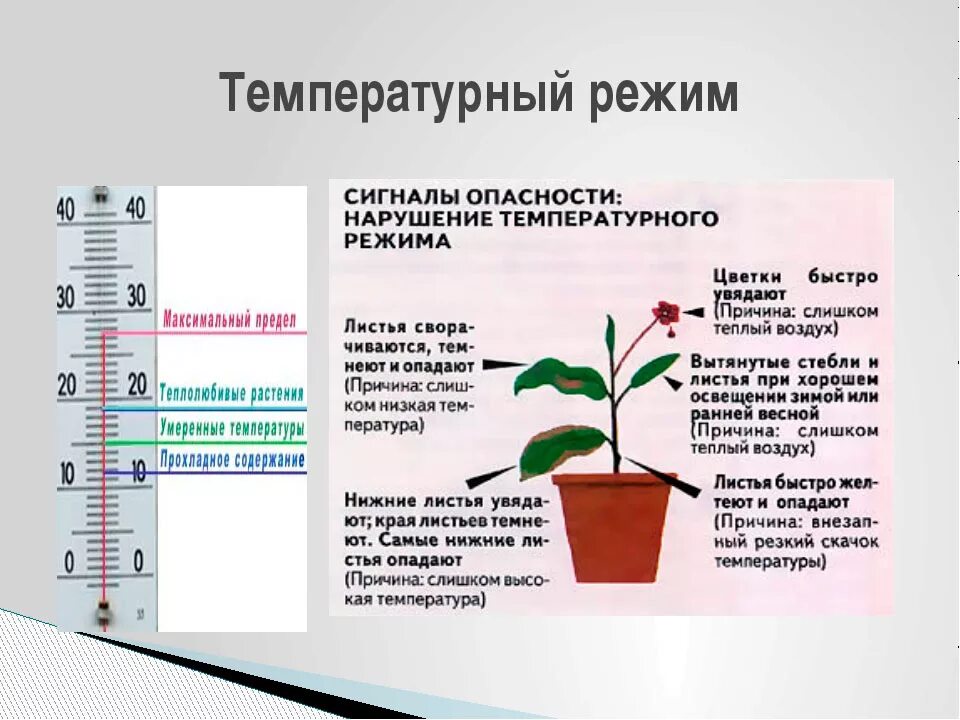 Температурный режим растений. Температурный режим для комнатных растений. Влияние температуры на растения. Температурные режимы комнатных цветов. Свет влажность примеры
