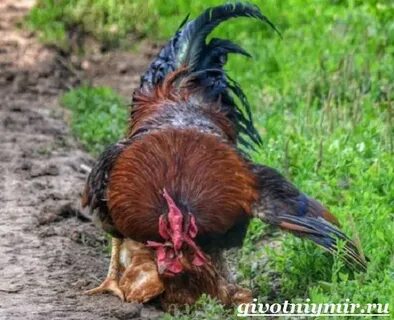 Сколько петух топчет курицу
