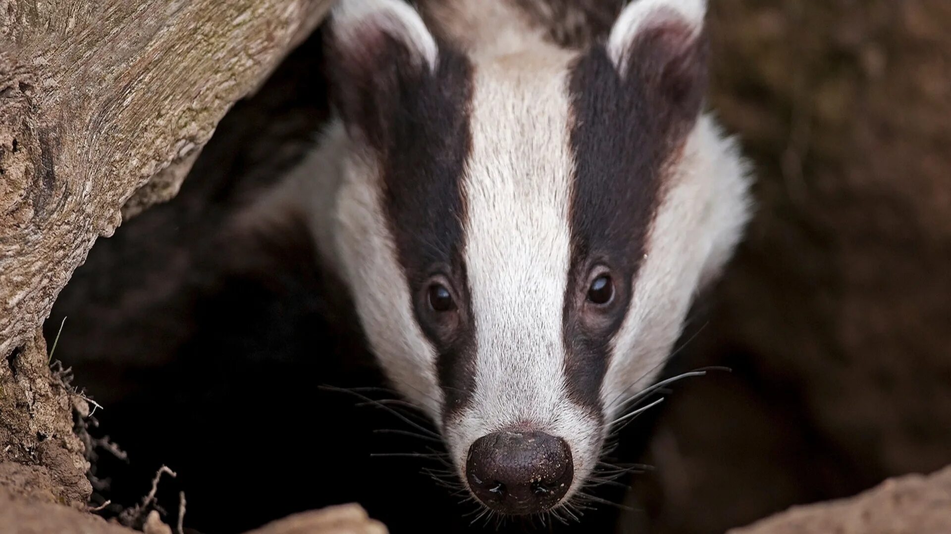Badger badger badger. Обезьяна с белой мордой. Большая белая панда. Дикое животное с черно белой мордой. Европейский барсук.