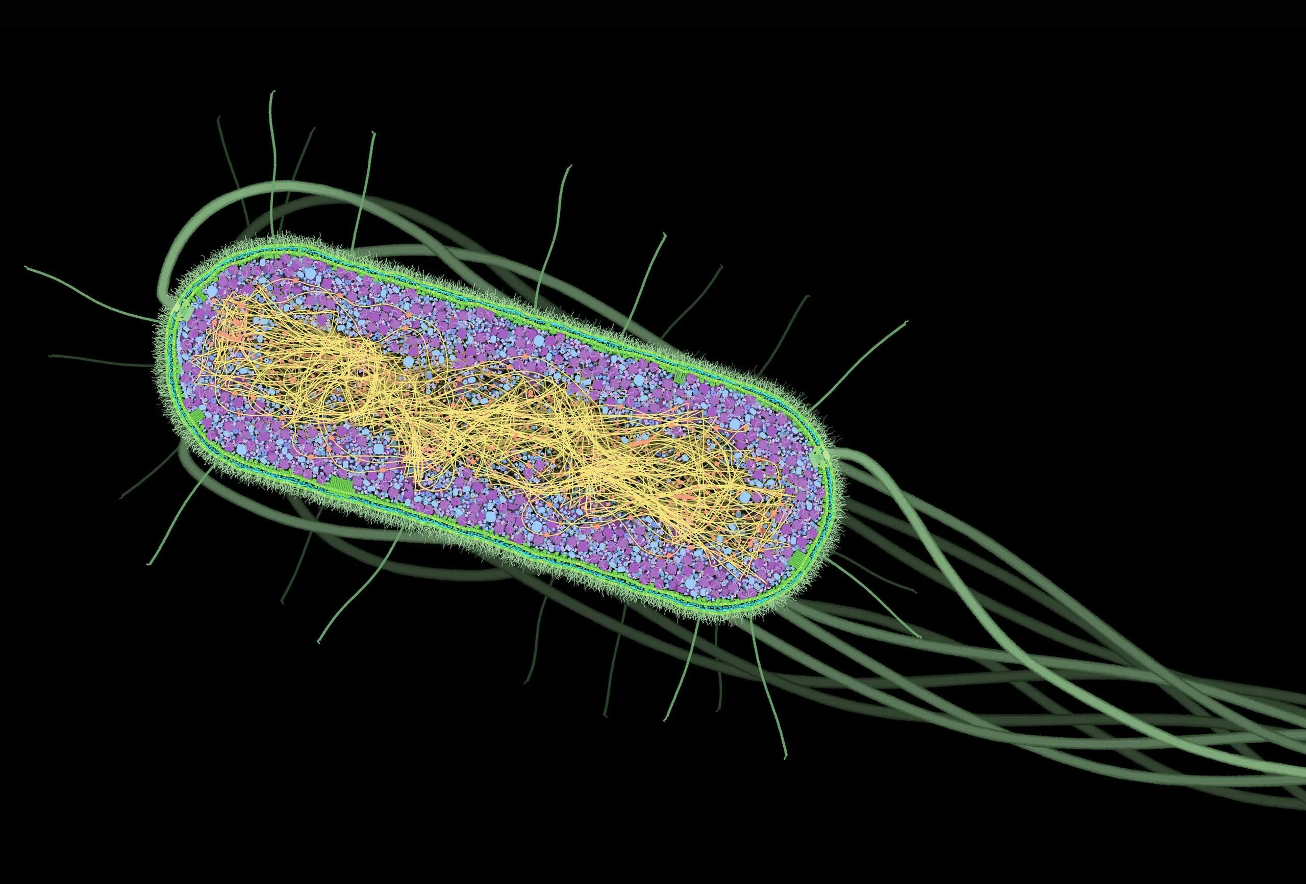 Прокариотическая клетка под микроскопом. E. coli электронный микроскоп. Микроскопические бактерии. Бактерии под электронным микроскопом. Появление первых прокариотических клеток
