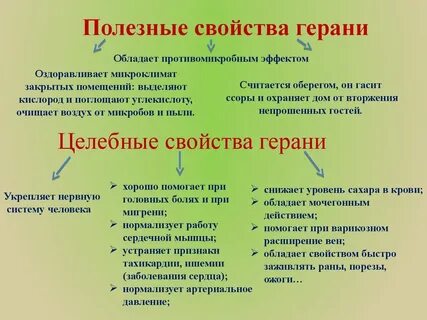 Что лечит герань
