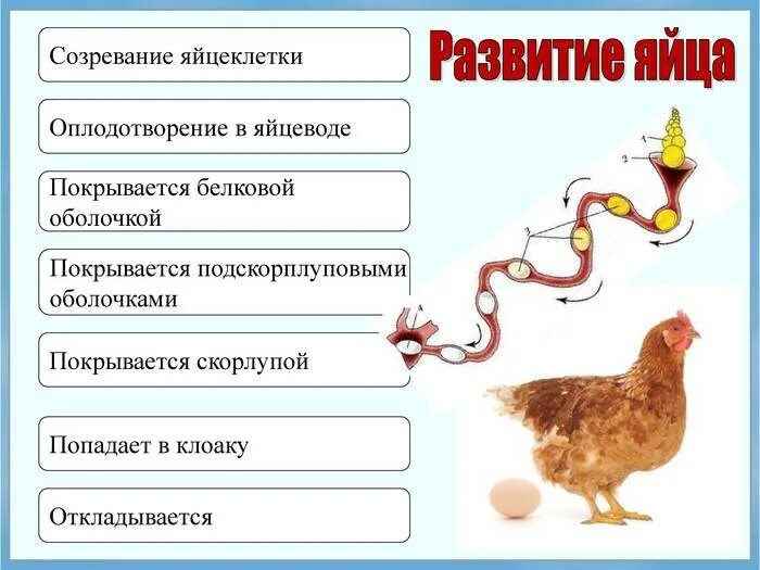 Размножение куриц. Процесс формирования яйца. Формирование яйца у птиц. Формирование яйца в курице. Процесс оплодотворения курицы и петуха.