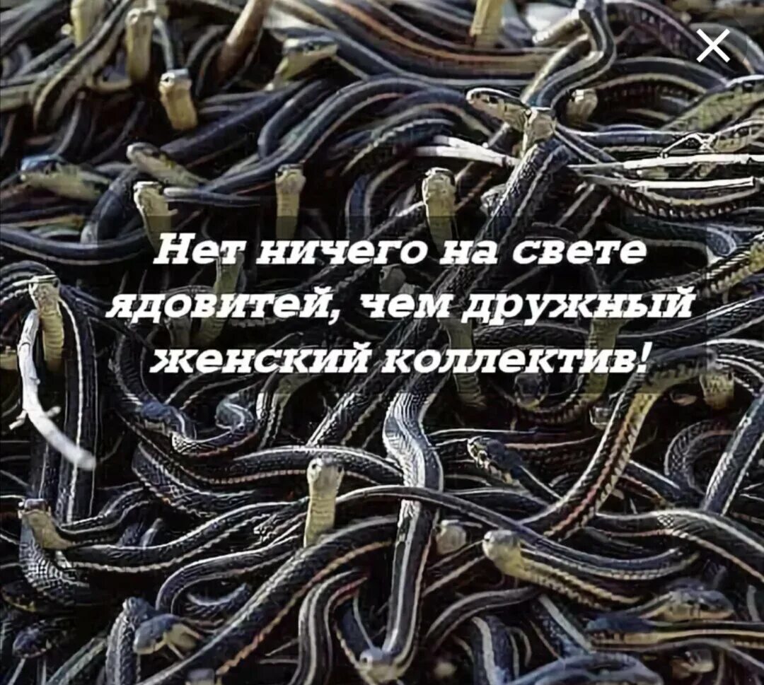 Змеиное логово рассказ на дзен часть 5. Змеиное гнездо женский коллектив. Змеиный клубок дружный женский коллектив. Женский коллектив прикол. Дружный женский коллектив.