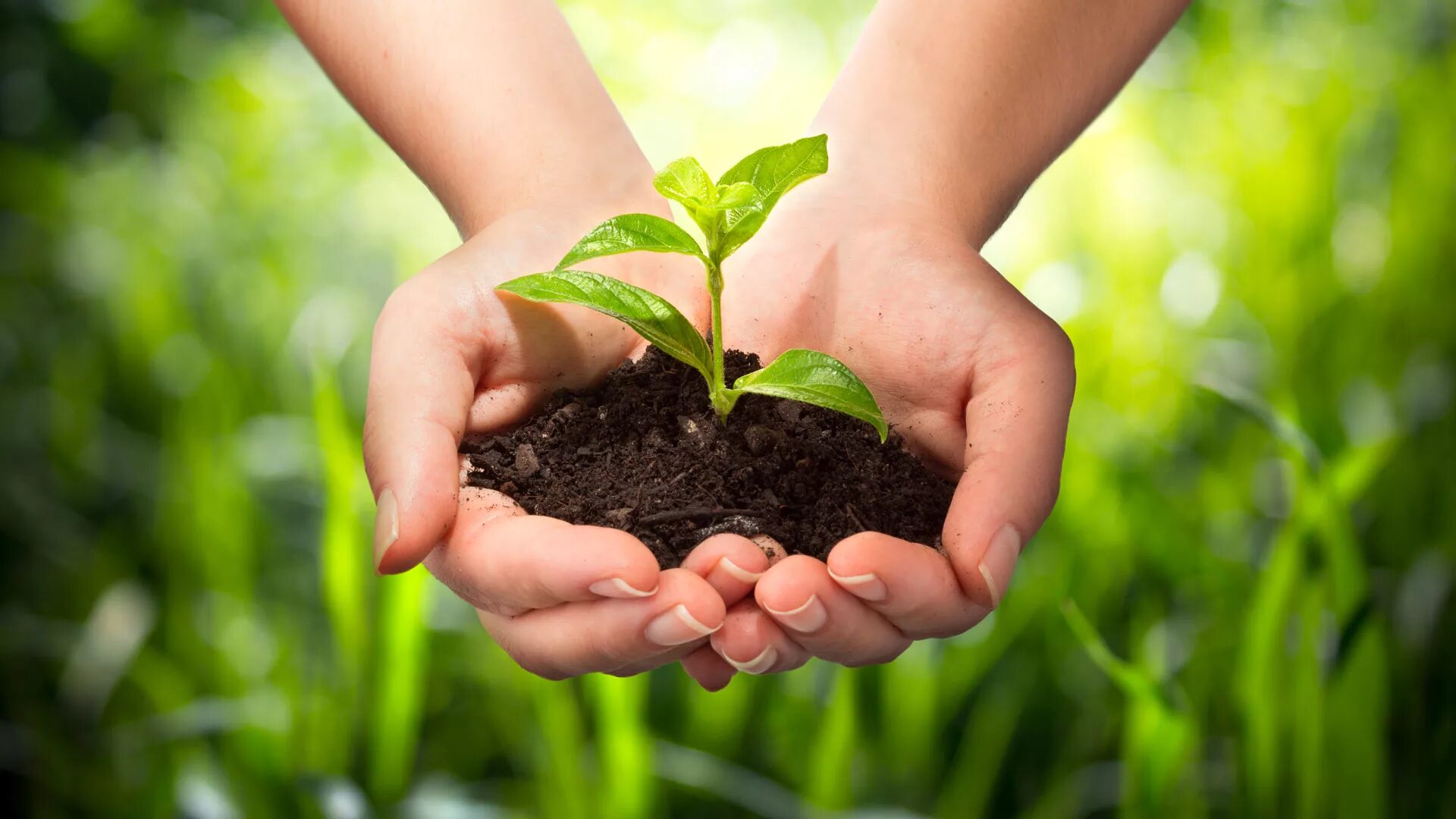 Natural farming. Растение в руках. Защита природы. Росток в руках. Почва и человек.