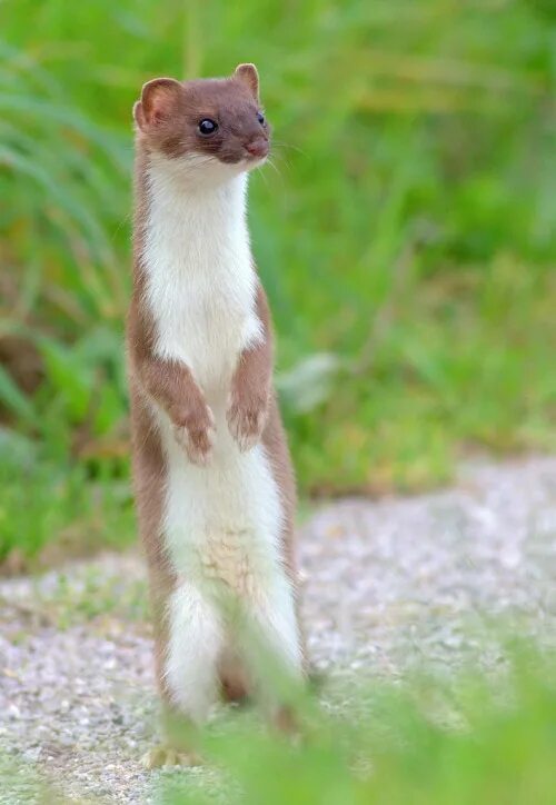 горностай белый. патагонский горностай. горностай отзывы. тобольский горностай. горностай отзывы.