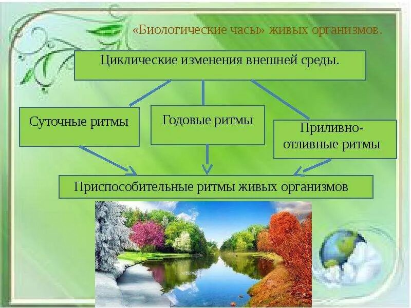 Сезонные ритмы в жизни растений. Годовые ритмы в жизни животных. Экологические биологические ритмы. Биологические изменения. Биоритмы экология.