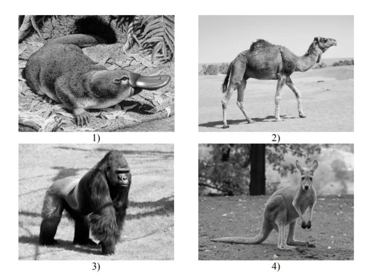 Зоны. Из животных представленных на фотографиях выберите трех. Из животных представленных на фотографиях выберите трех. Какие из этих животных обитают в естественной среде не. Из животных представленных на фотографиях выберите трех.