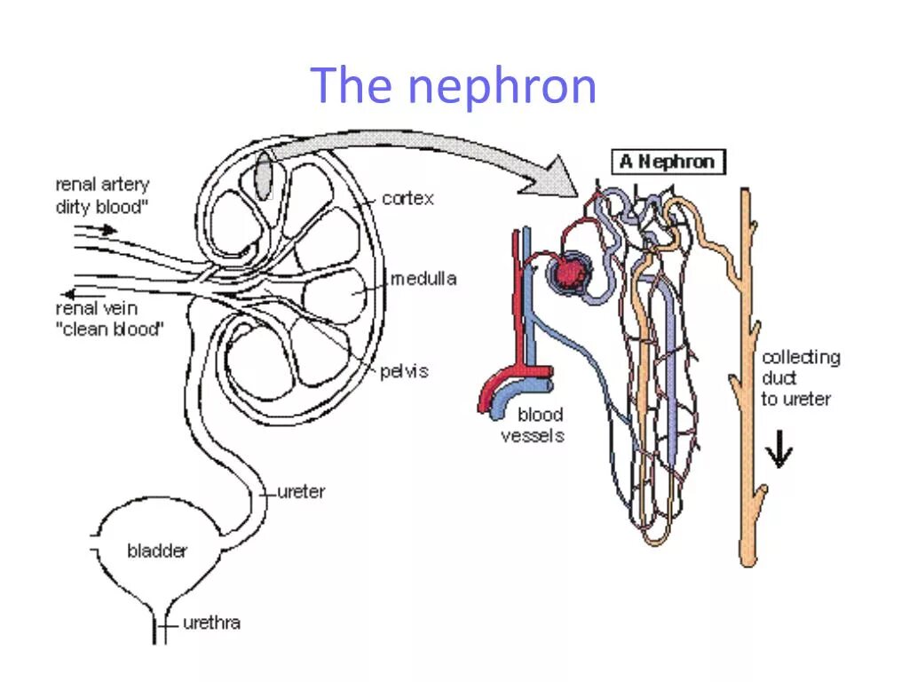 Почечные вены какая кровь. Kidney nephron. Cortical nephron. Nephron structure and functions. Нефрон 3д.