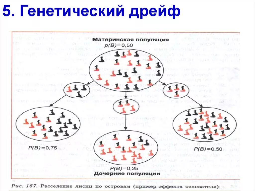 Популяция человека пример. Изменение генетической структуры популяции. Дрейф генов генетика. Дрейф генов схема. Генетическая структура популяции Тип.