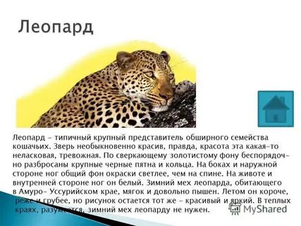 Почему леопарды в красной книге