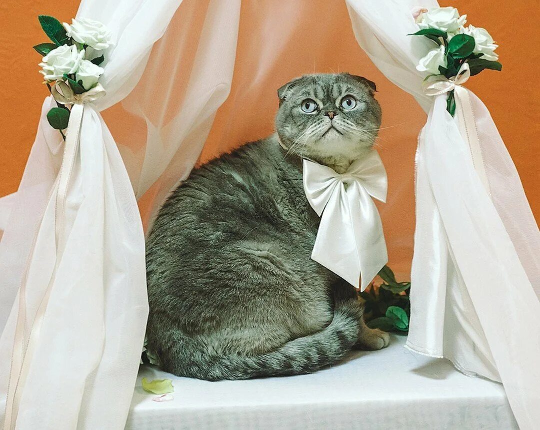 Кошки в свадебных нарядах. Кошка в свадебном платье. Коты в свадебных костюмах.