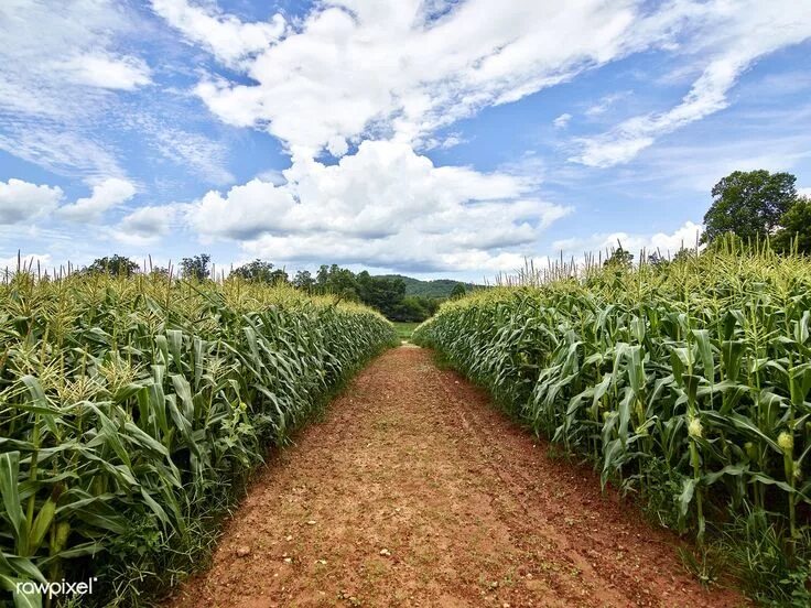 Corn fields