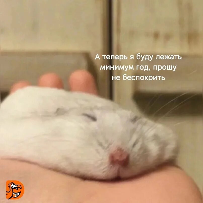 Почему хомяк трясется. Жидкий хомяк. хомяк лепешка. плоский хомяк. хомяк разглаженный.