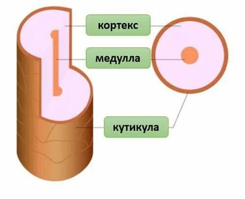 Кутикула Кортекс медулла. Строение волоса Медула Кортекс. Строение волоса Кортекс и кутикула. Строение стержня волоса Кортекс Медула кутикула.