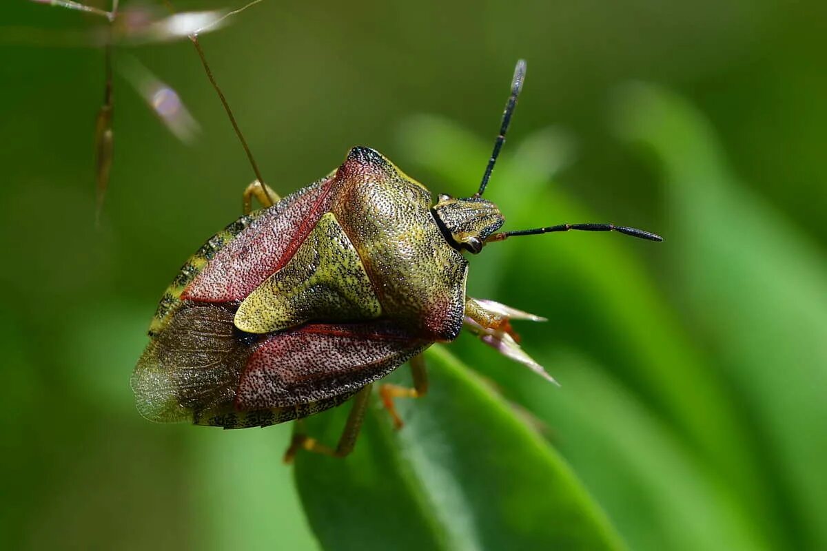 Черно-белый клоп щитник. Щитник зеленый древесный. Клоп щитник зеленый. Щитник зеленый древесный. Щитник зеленый древесный.