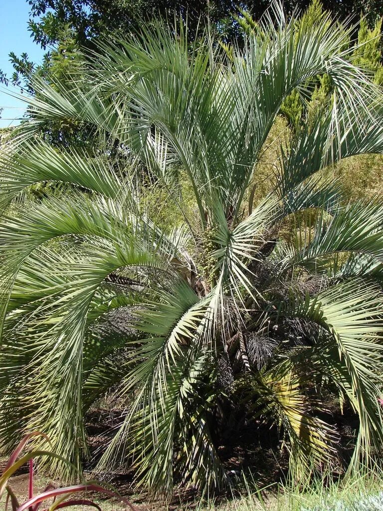 В какой природной зоне растет пальма. Финиковая Пальма Бутия. Бутия Пальма косточка. Бутия Пальма комнатная. Бутия семена.