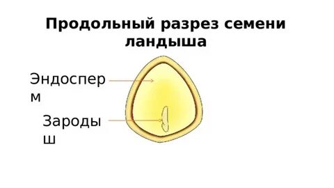 1 семядолю имеет зародыш семени