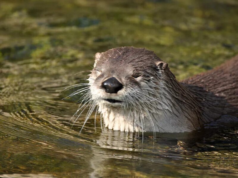 Выдра. Выдры психопаты. Выдра и норка. Речная выдра и бобр. Выдра водоплавающая.