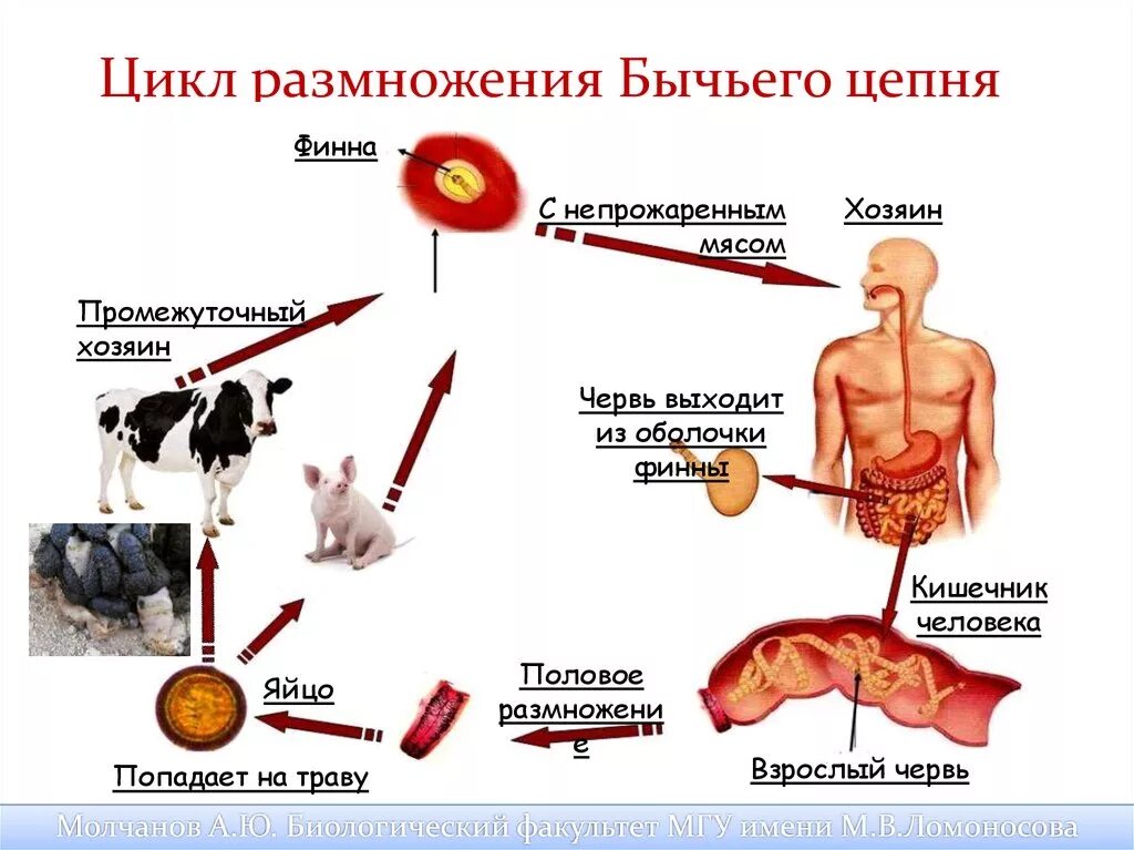 Стадии развития цепня. Цикл размножения бычьего цепня. Схема жизненного цикла бычьего цепня схема. Жизненный цикл развития бычьего цепня. Бычий цепень жизненный цикл схема.