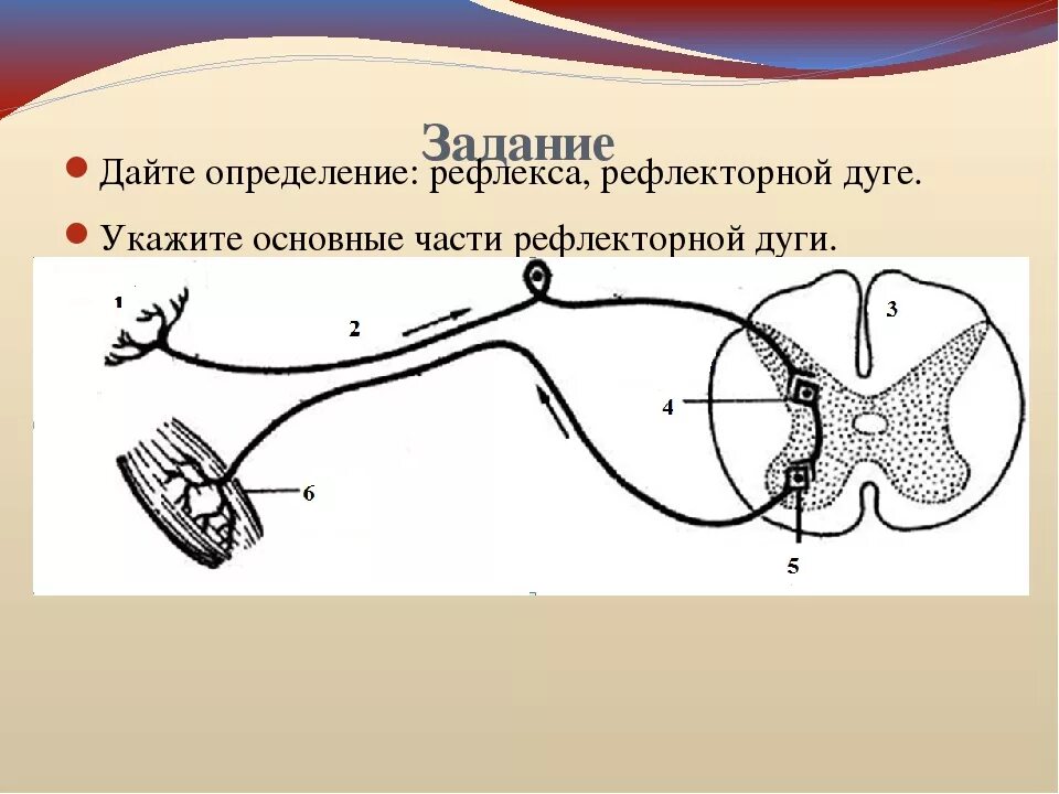 Рефлекторной дуги коленного рефлекса человека. Дуга коленного рефлекса схема. Рефлекторная дуга коленного рефлекса. Рефлекторная дуга коленного рефлекса рисунок. Рефлекторная дуга коленного рефлекса человека последовательность