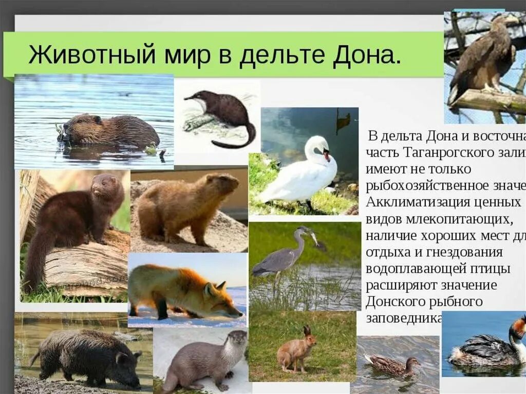 растения и животные реки дон. растения и животные реки дон 4 класс. тростник презентация. разновидность донской рыбы. озеро рогоз камыш.