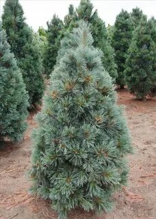 Blu pine