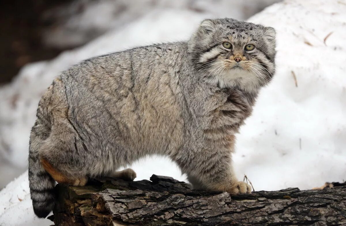 Кот Манул. Дикий Степной кот Манул. Камышовый Манул. Лесной кот Манул.