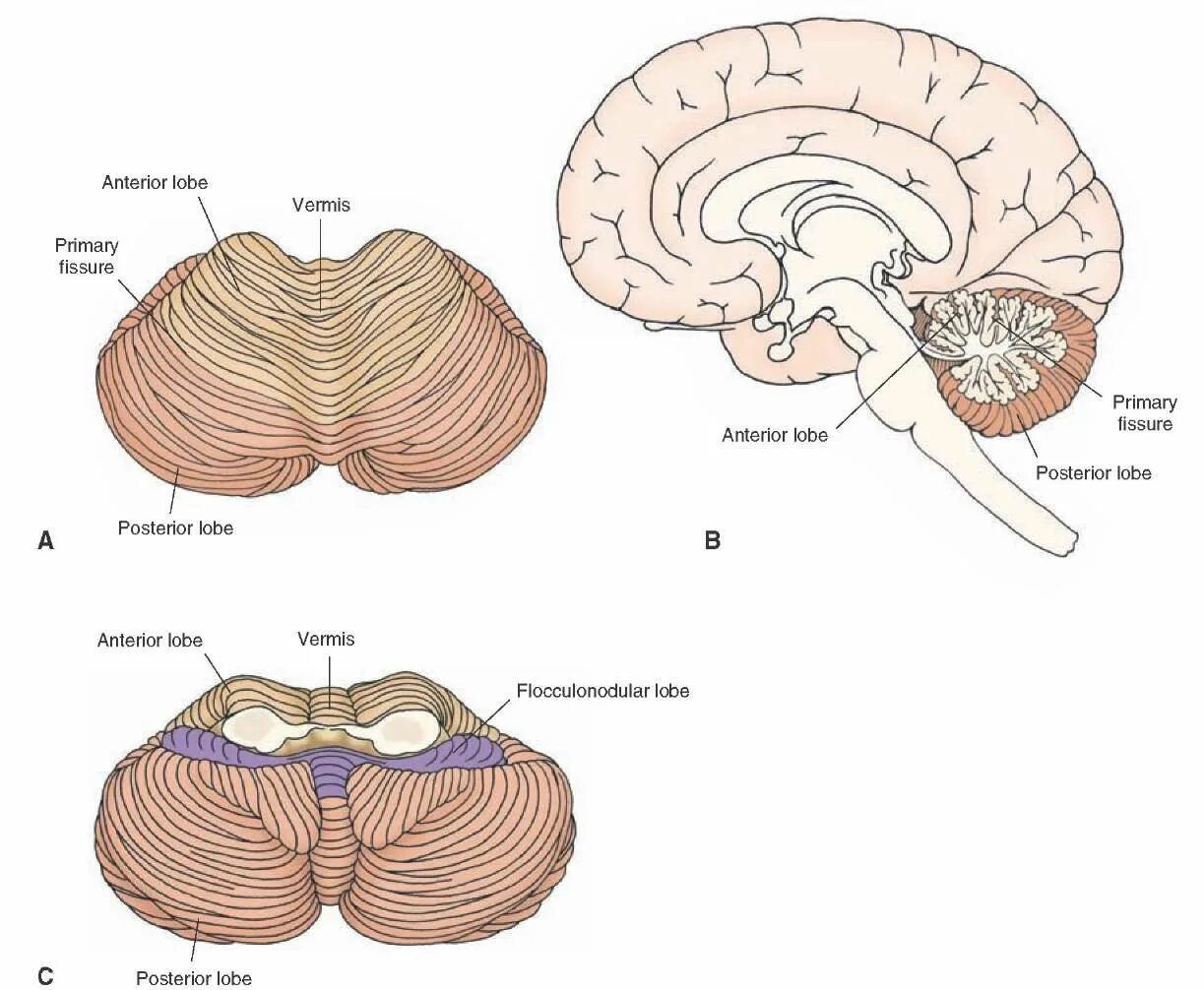 Мозжечок (cerebellum). Vermis мозжечка. Мозжечок анатомия. Cerebellum анатомия.