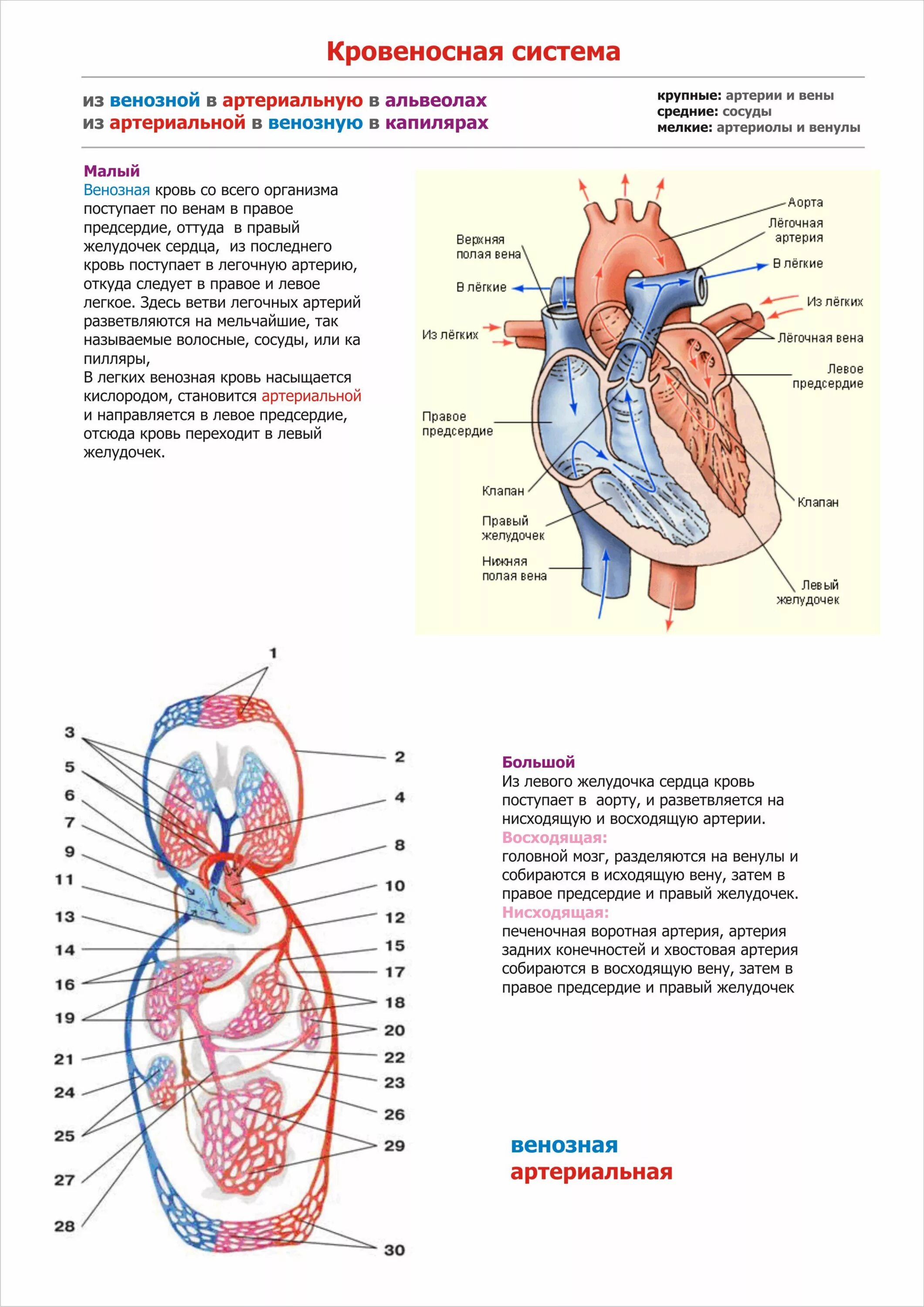 Элементы кровеносной системы содержащие артериальную кровь. Левый желудочек схема. Левый желудочек венозная. Кровеносная система левое предсердие. Правое предсердие аорта левый желудочек легкие левое