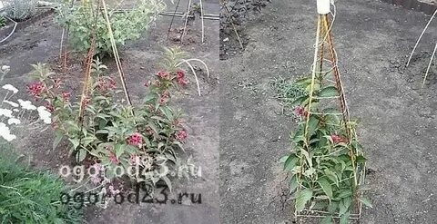 Как обрезать вейгелу осенью на зиму