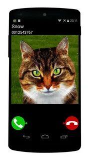 Игра позвони коту