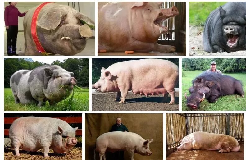 толкование снов и сновидений. приснились две знакомые женщины. что означает сон когда снится человек. сны и сновидения. нос во сне к чему снится женщине.