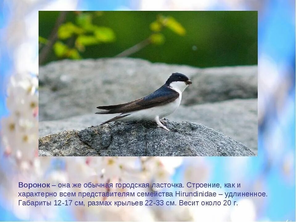 Береговушка — riparia riparia. Описание ласточки. Ласточка. Место обитания ласточек для детей. Почему перед дождём ласточки летают низко.
