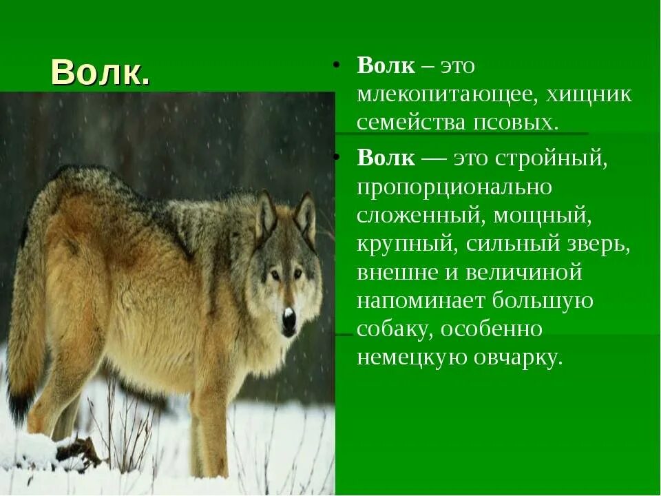 Сообщение о животном 2 класс окружающий мир. Описание волка для 3 класса. характеристика волка. доклад про волка. сообщение о животном волк.