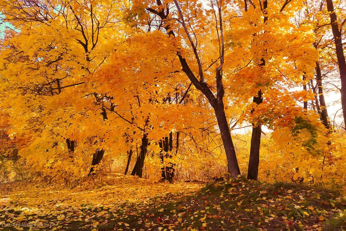 Сайт золотой осени. Золотая осень. Краски осени. Золотые краски осени. Золотая осень картинки.