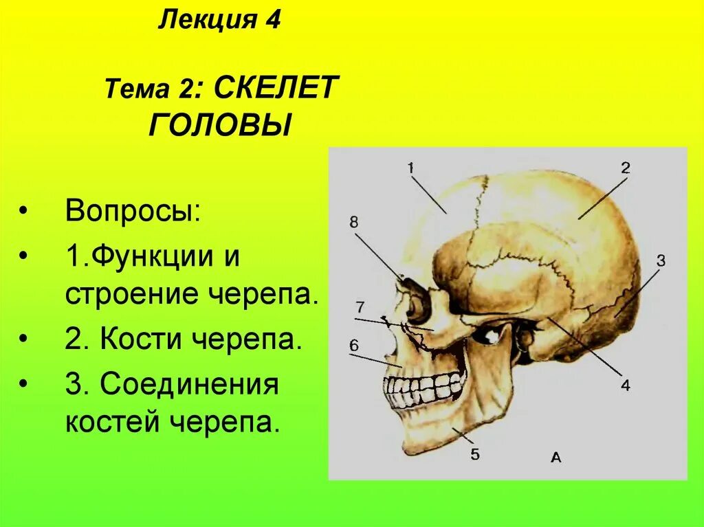 Строение черепа. Кости скелета головы. Скелет головы анатомия. Строение черепа головы.