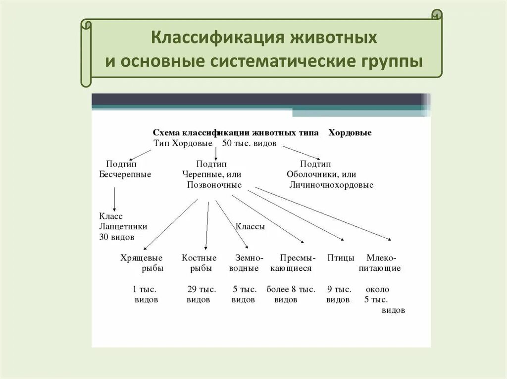 Основные таксономические группы. Классификация животных. Классификация животных систематика. Систематика животных схема. Классификация животных на английском языке.