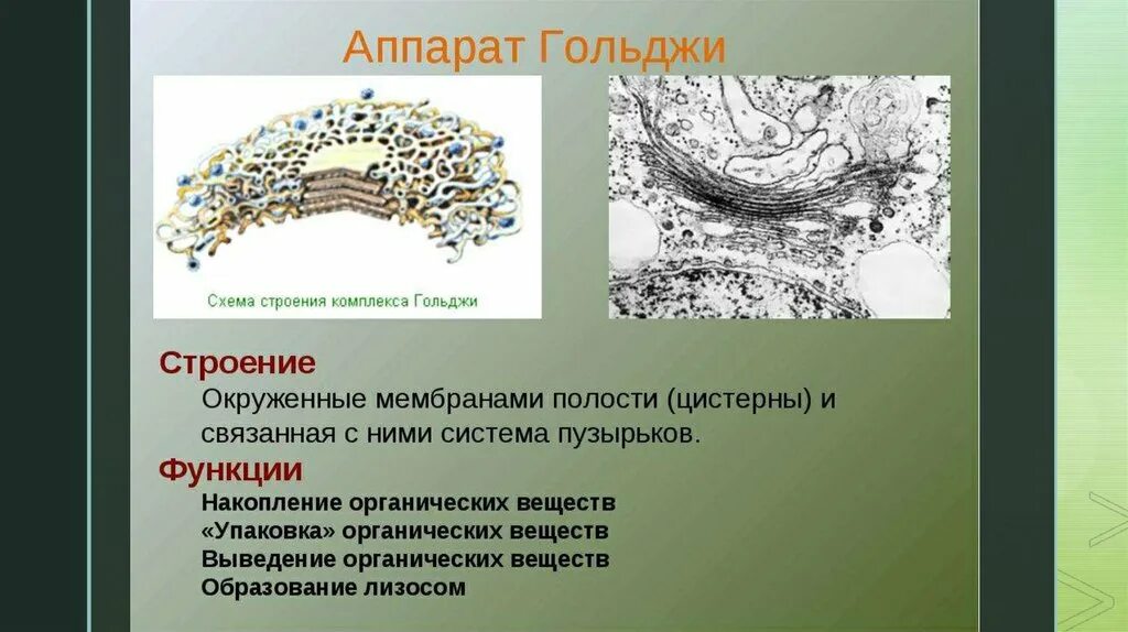 Функции аппарата гольджи синтез атф. Функции аппарата гольджи в клетке. функции аппарата гольджи в животной клетке. цистерны комплекса гольджи. комплекс гольджи функции и строение в клетке.