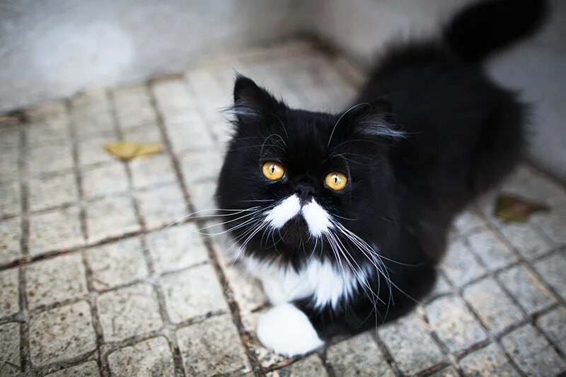 Имя для черно белого кота. Черный кот с белыми лапками. Белый кот с черными лапами. Кличка для черно белого кота. Котята чёрно белые.