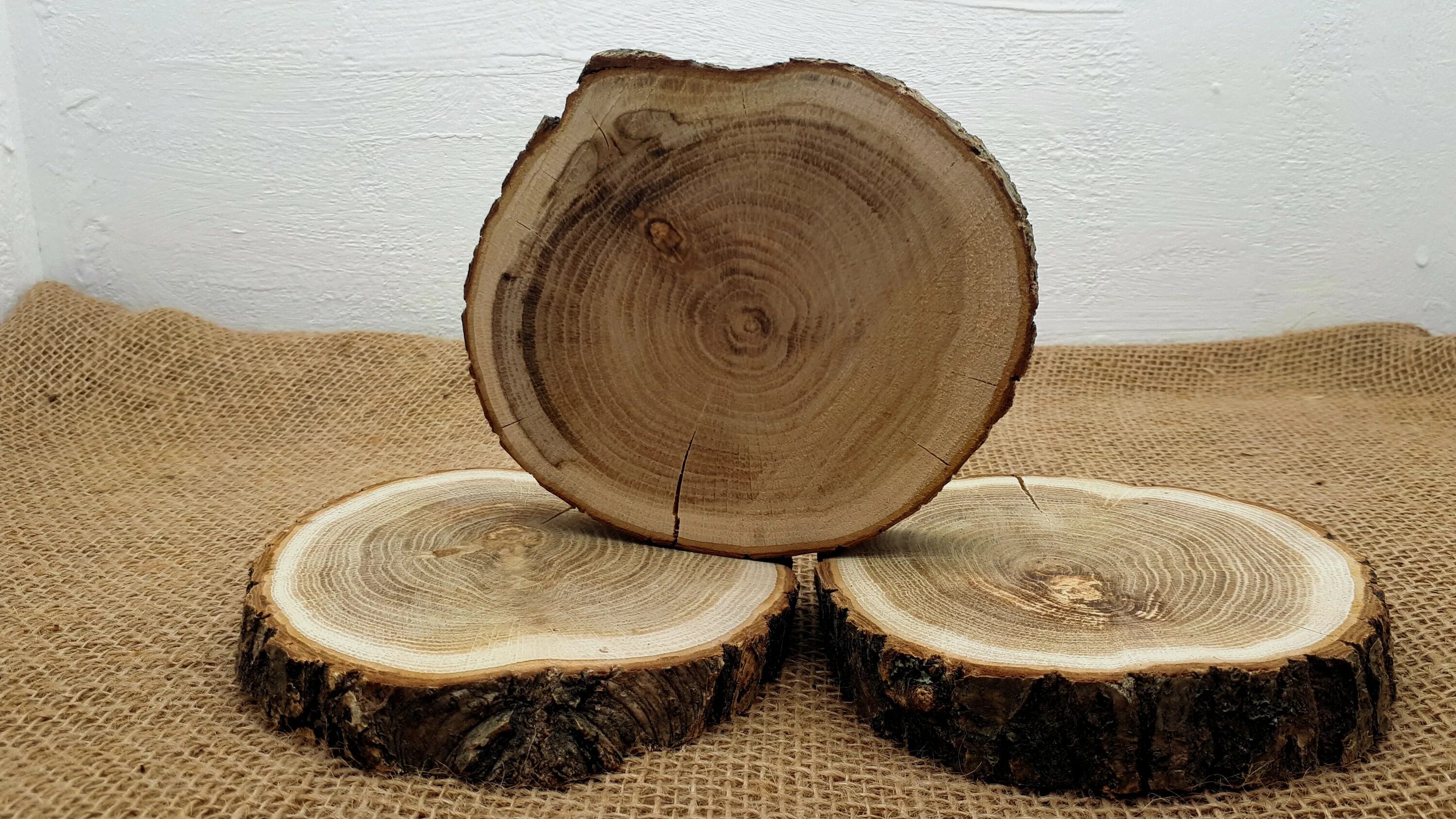 срез дерева. торцевой срез кедра. ясень заболонь. лиственница ядровая древесина. карагач вяз спил.