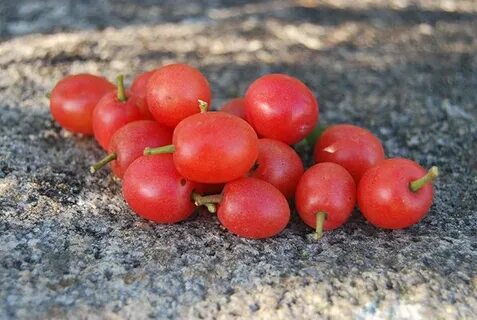 Bore fruit